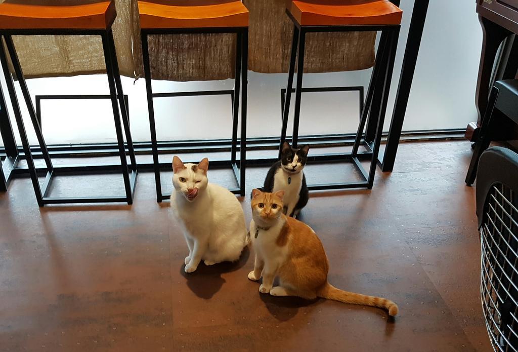 Meow G Cafe Hostel Хуалянь Экстерьер фото